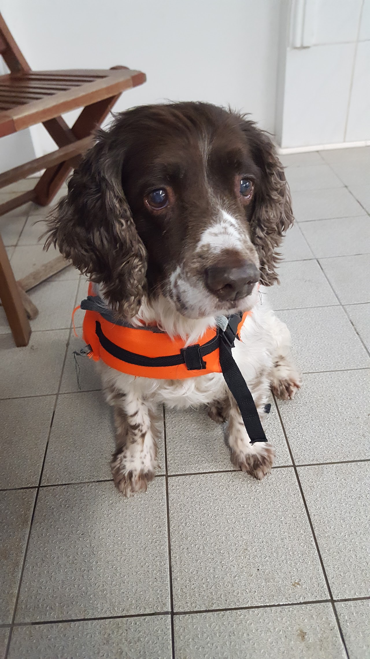 K9 Spa Hydrotherapy Centre — photo