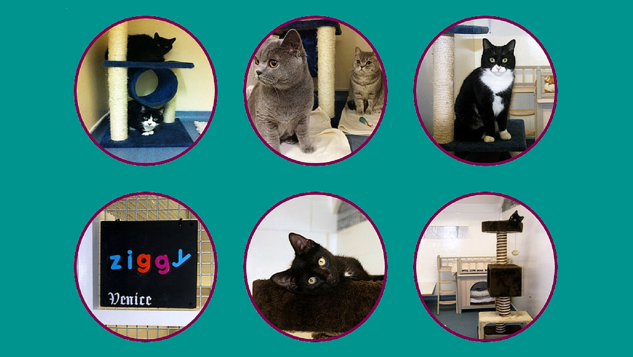 Meow & Small Paws At Home — photo
