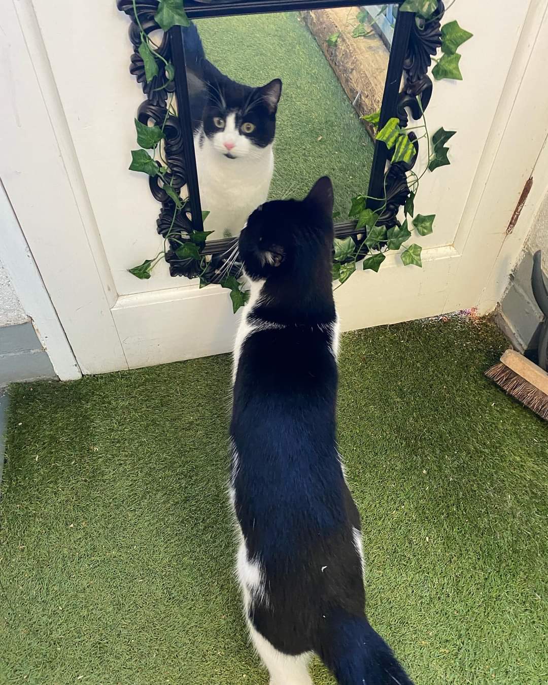 Meow & Small Paws At Home — photo