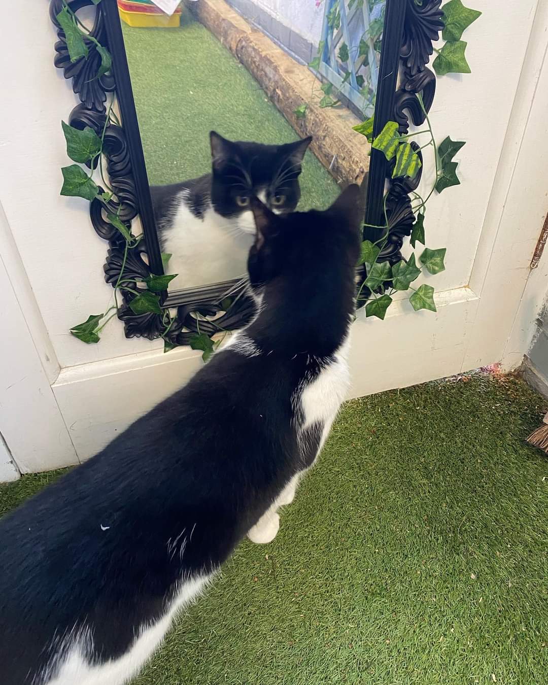 Meow & Small Paws At Home — photo