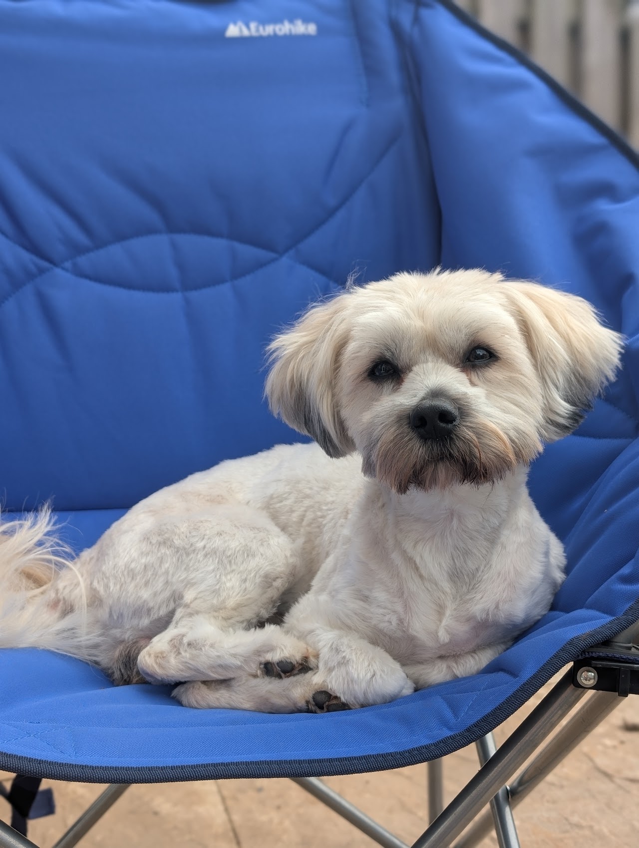 WAGS Dog Grooming - Stoke on Trent — photo