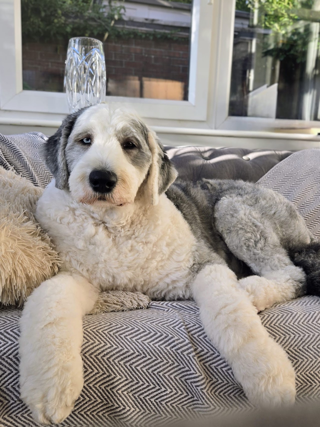 WAGS Dog Grooming - Stoke on Trent — photo