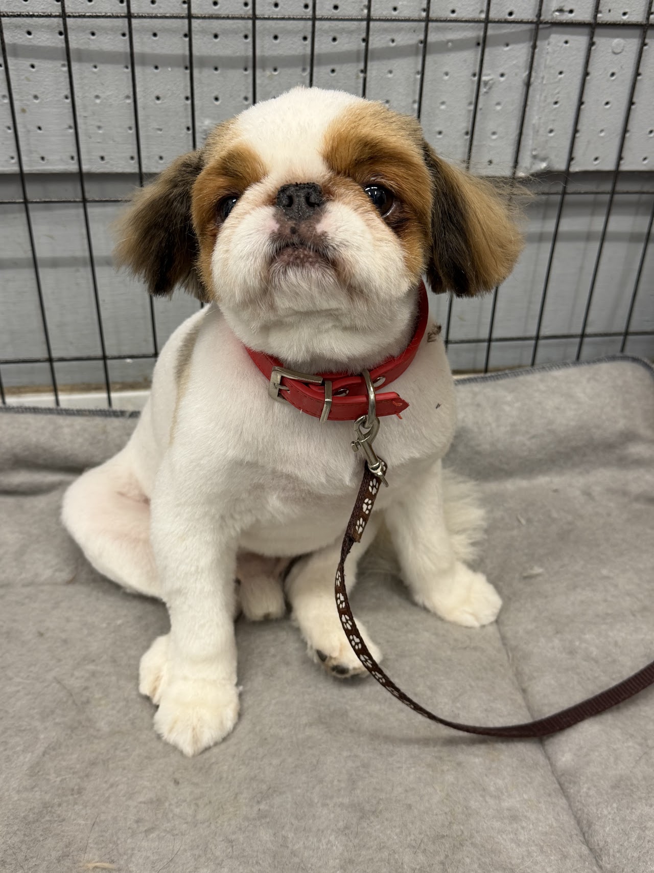 WAGS Dog Grooming - Stoke on Trent — photo